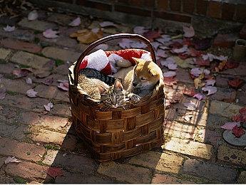 圣莫妮卡正开发全新3A游戏 《诸神黄昏》总监负责