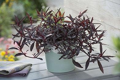 Arkane表示《红霞岛》合作模型战役进度与房主绑定